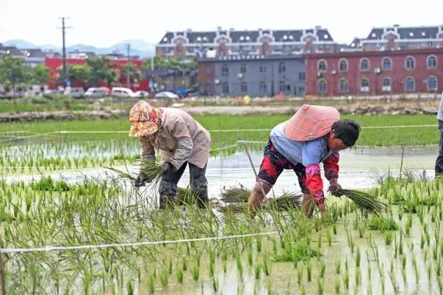 低成本小生意都有哪些（在农村月收入过万的几个小生意）-易学副业